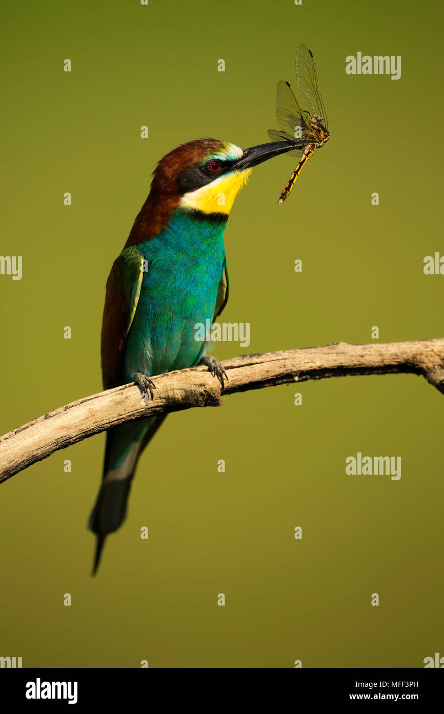 European bee-eater (Merops apiaster) with a dragonfly in its beak.Hungary Stock Photo