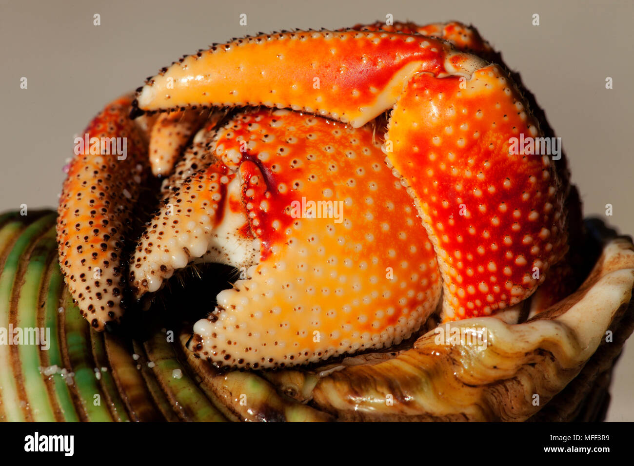 Hermit Crab (Anomura spp). Protect themselves by using the empty shells of molluscs.Seychelles. Dist.Indian to Pacific Oceans. Stock Photo