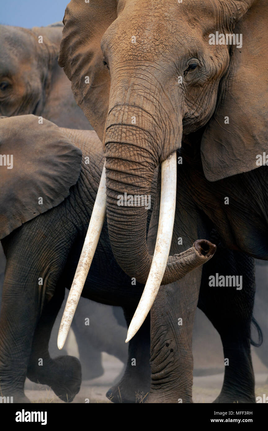 African elephant (Loxodonta africana) female with long tusks, Amboseli National Park, Kenya. Stock Photo