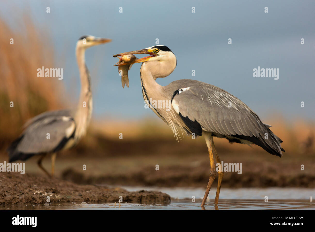Grey Heron (Ardea cinerea) with fish prey. Hungary Stock Photo