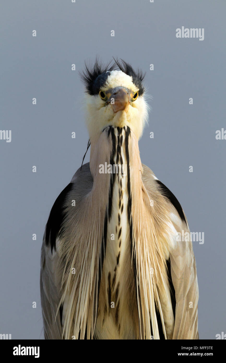 Grey Heron (Ardea cinerea) Hungary Stock Photo