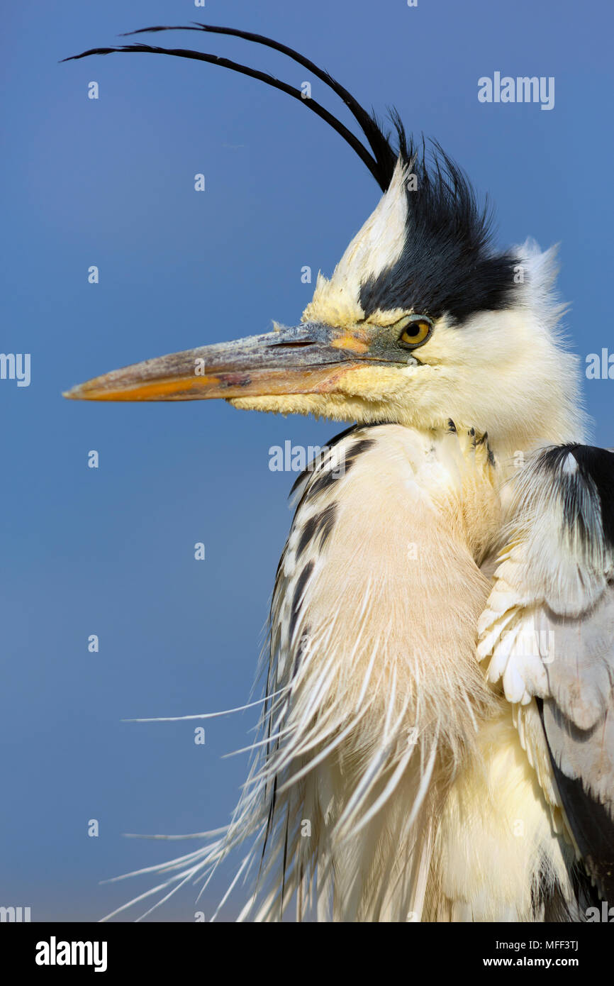 Grey Heron (Ardea cinerea) Hungary Stock Photo