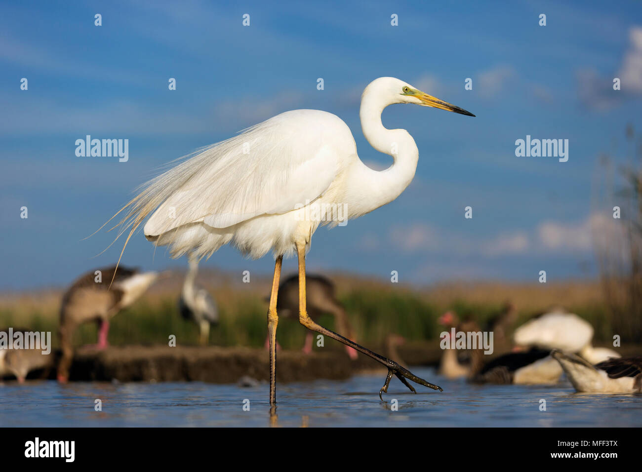 Great egret (Ardea alba) Hungary Stock Photo