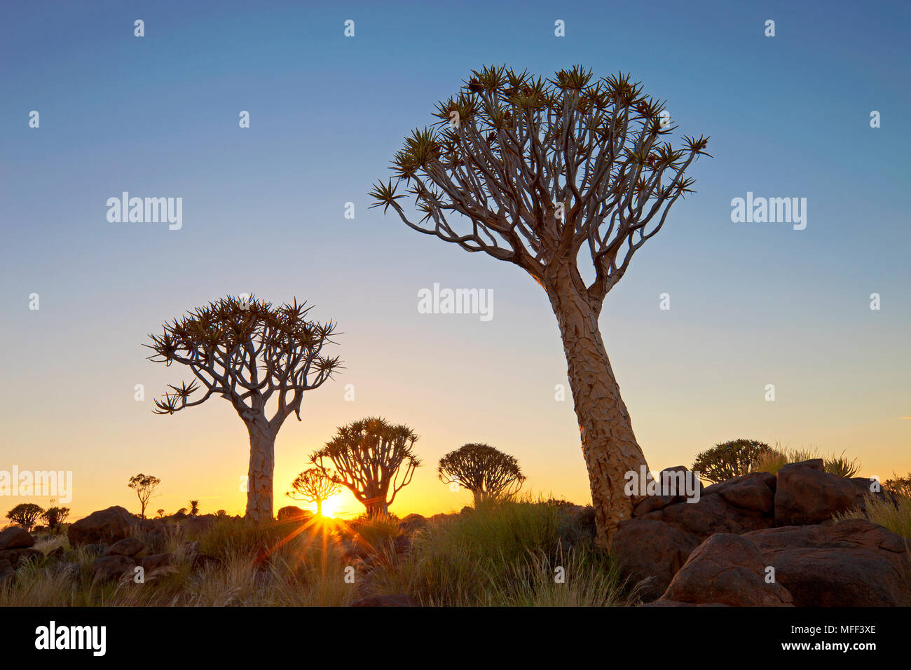 Quiver tree at sunset (Aloe dichotoma).Namibia Stock Photo