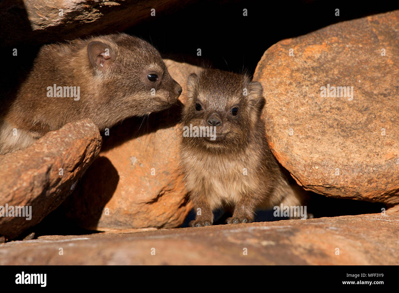 Rock Hyrax (Procavia capensis). Namibia Stock Photo