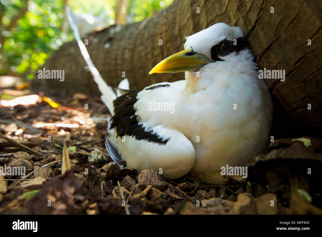 White-tailed tropicbird (Phaethon lepturus) at nest, Seychelles Stock Photo