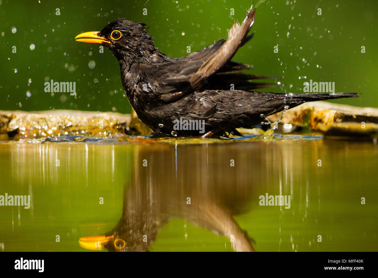 Common blackbird (Turdus merula) Hungary Stock Photo