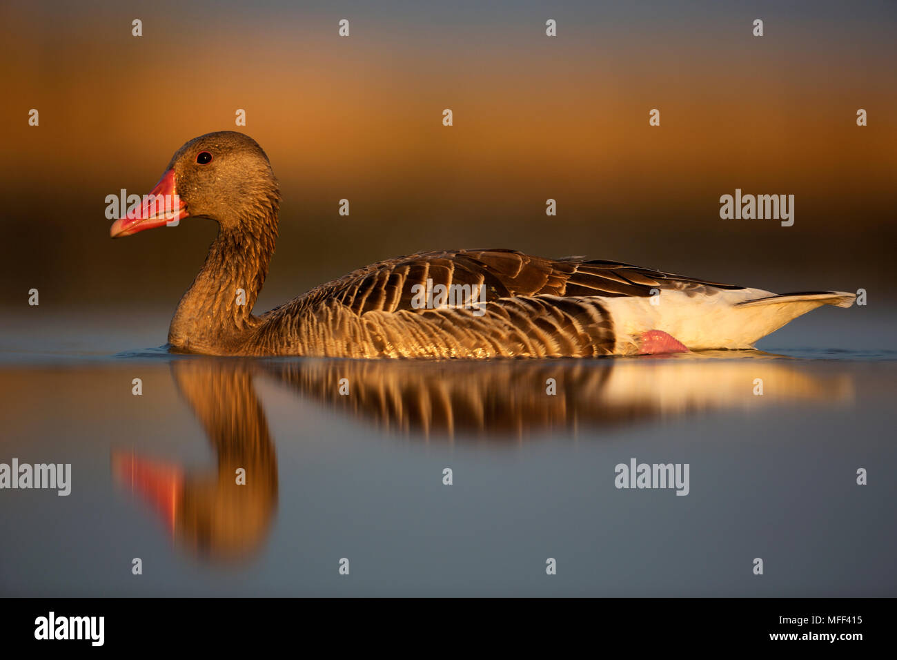Greylag goose (Anser anser) Hungry Stock Photo