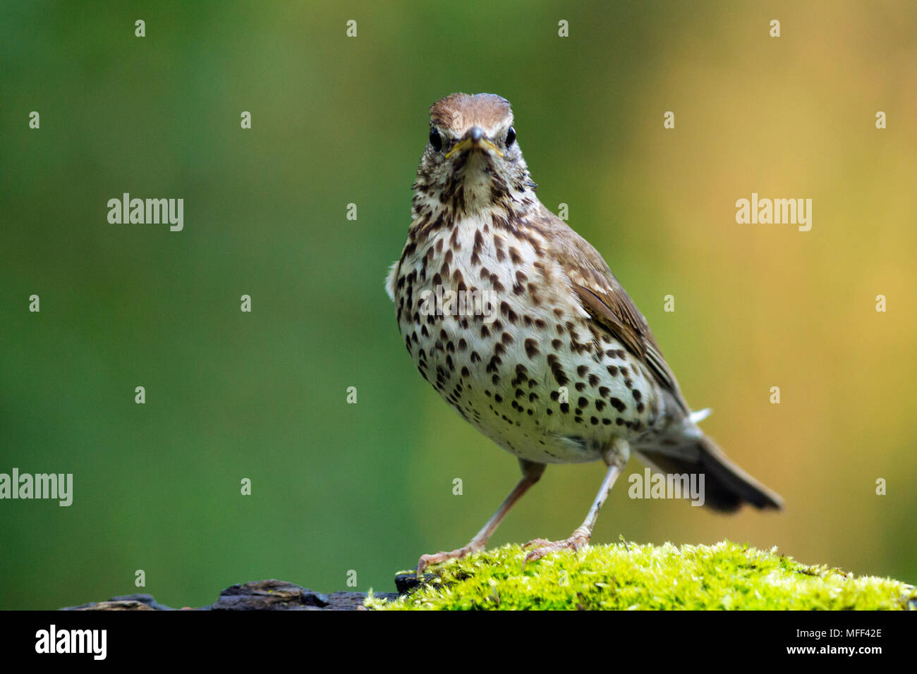Song thrush (Turdus philomelos) Hungary Stock Photo