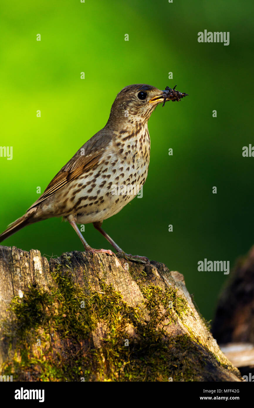 Song thrush (Turdus philomelos) with insect prey, Hungary Stock Photo