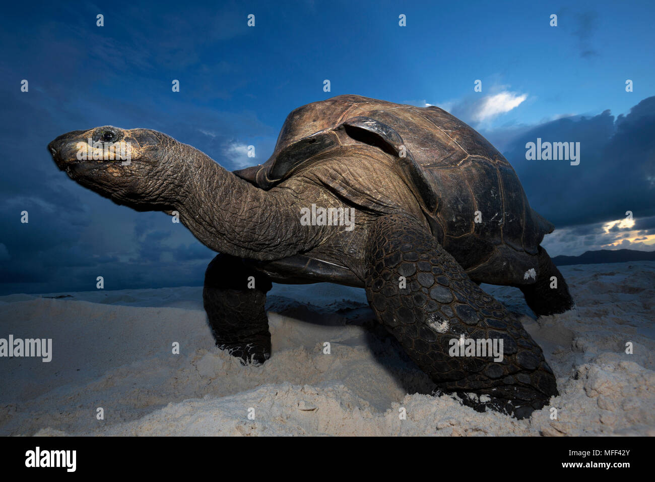 Giant tortoise (Geochelone gigantea) on beach.Seychelles Stock Photo