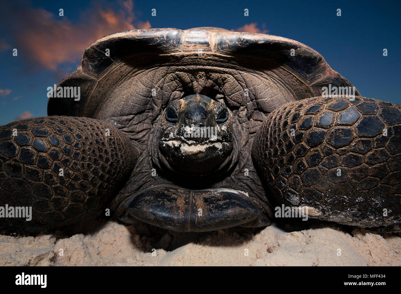 Giant tortoise (Geochelone gigantea) on beach.Seychelles Stock Photo
