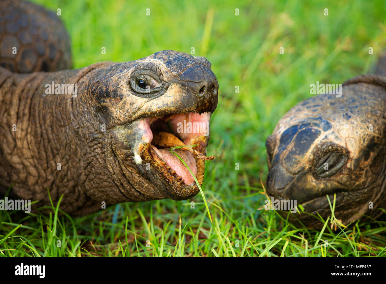 Giant tortoise (Geochelone gigantea )feeding on grass.Seychelles Stock Photo