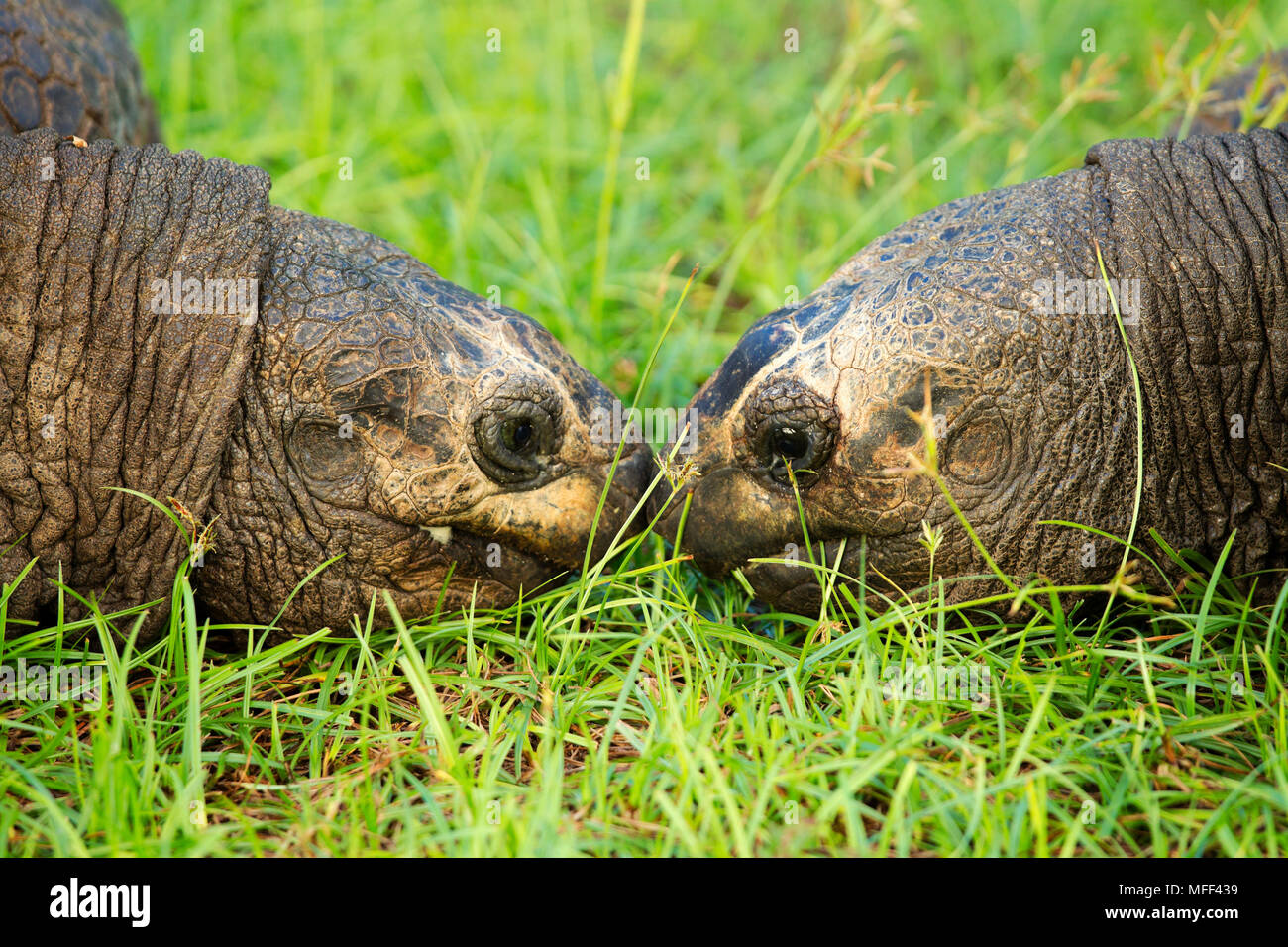 Giant tortoise (Geochelone gigantea) feeding on grass.Seychelles Stock Photo