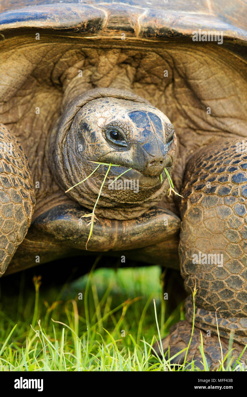 Giant tortoise (Geochelone gigantea) feeding on grass.Seychelles Stock Photo
