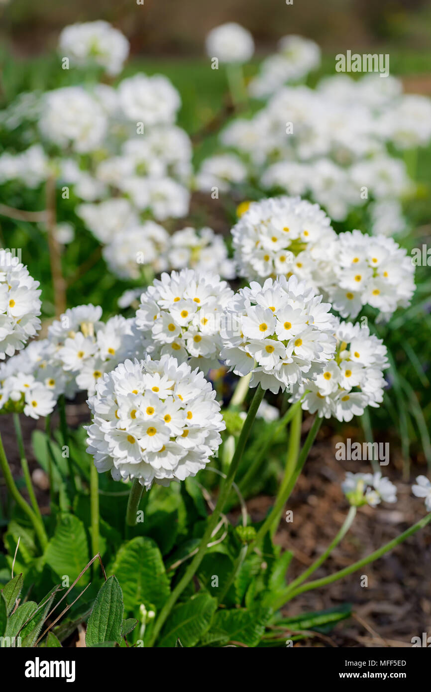 Profusly blooming drumstick primula in a spring garden. Stock Photo