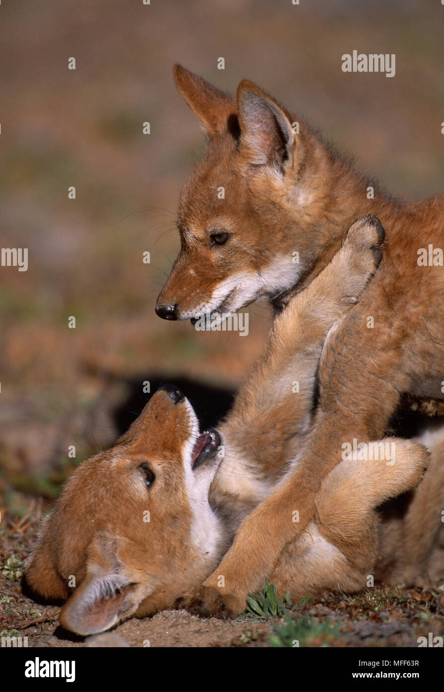 ETHIOPIAN WOLF cubs, 2 months old, Canis simensis play-fighting. Bale  Mountains National Park, Ethiopia Stock Photo - Alamy