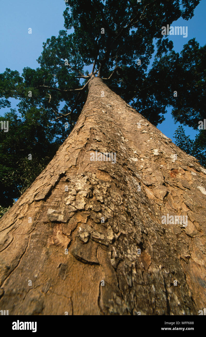 AFRICAN MAHOGANY TREE Entandrophragma cylindricum Important commercial logging species Dzanga-Sangha National Park >> Stock Photo