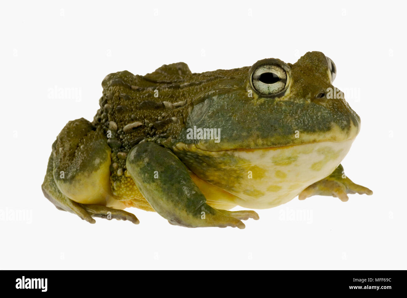 GIANT BULLFROG Pyxicephalus adspersus Males can be over 250mm in body length  and weigh over 1kg. South Africa Stock Photo