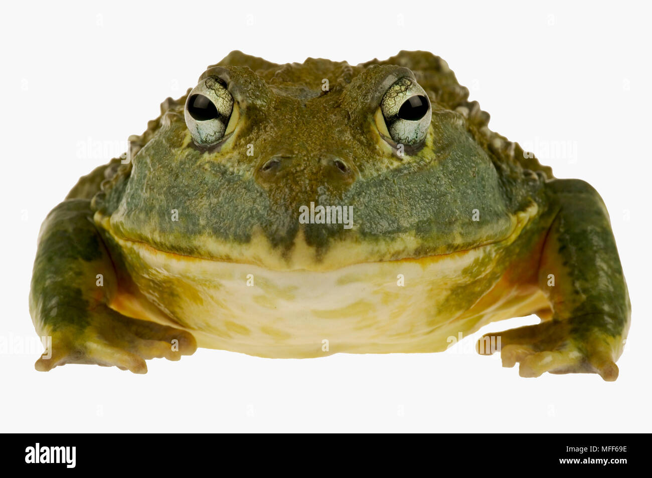 GIANT BULLFROG Pyxicephalus adspersus Males can be over 250mm in body length  and weigh over 1kg. South Africa Stock Photo