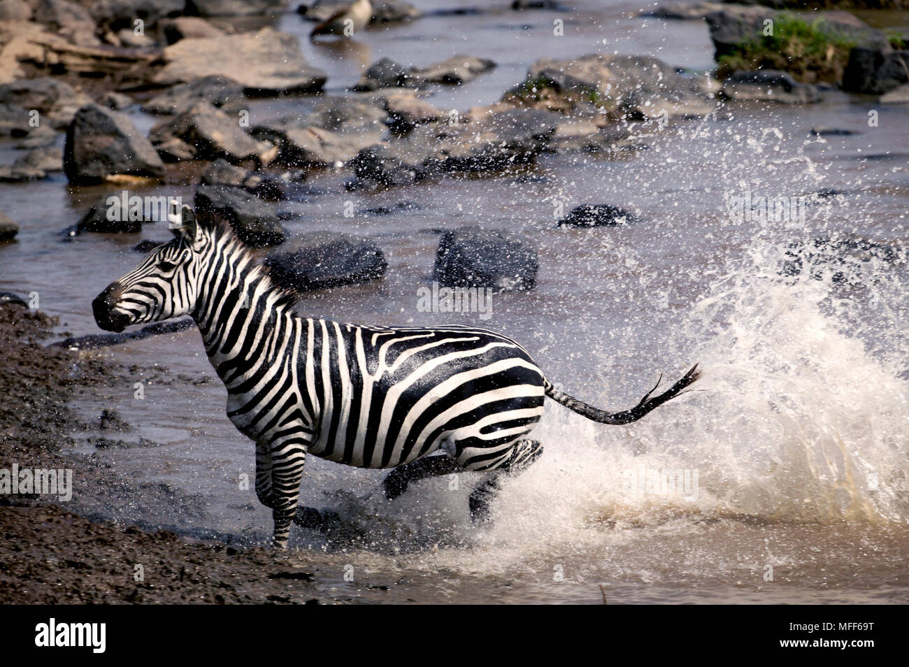 BURCHELL'S ZEBRA Equus burchelli on migration crossing Mara river