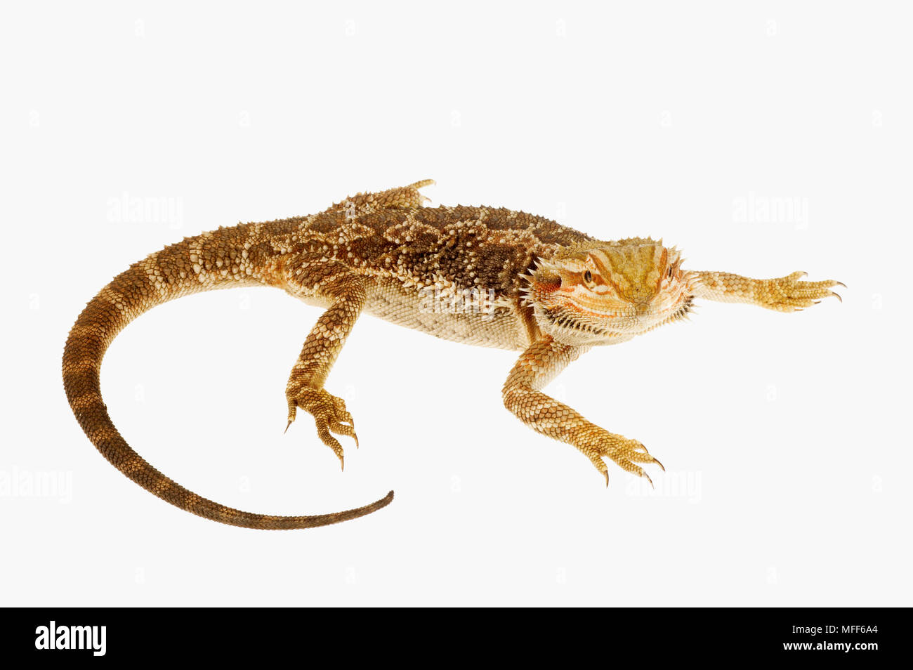 CENTRAL BEARDED DRAGON Pogona vitticeps Australia Stock Photo