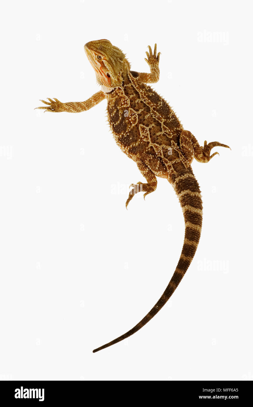 CENTRAL BEARDED DRAGON Pogona vitticeps Australia Stock Photo