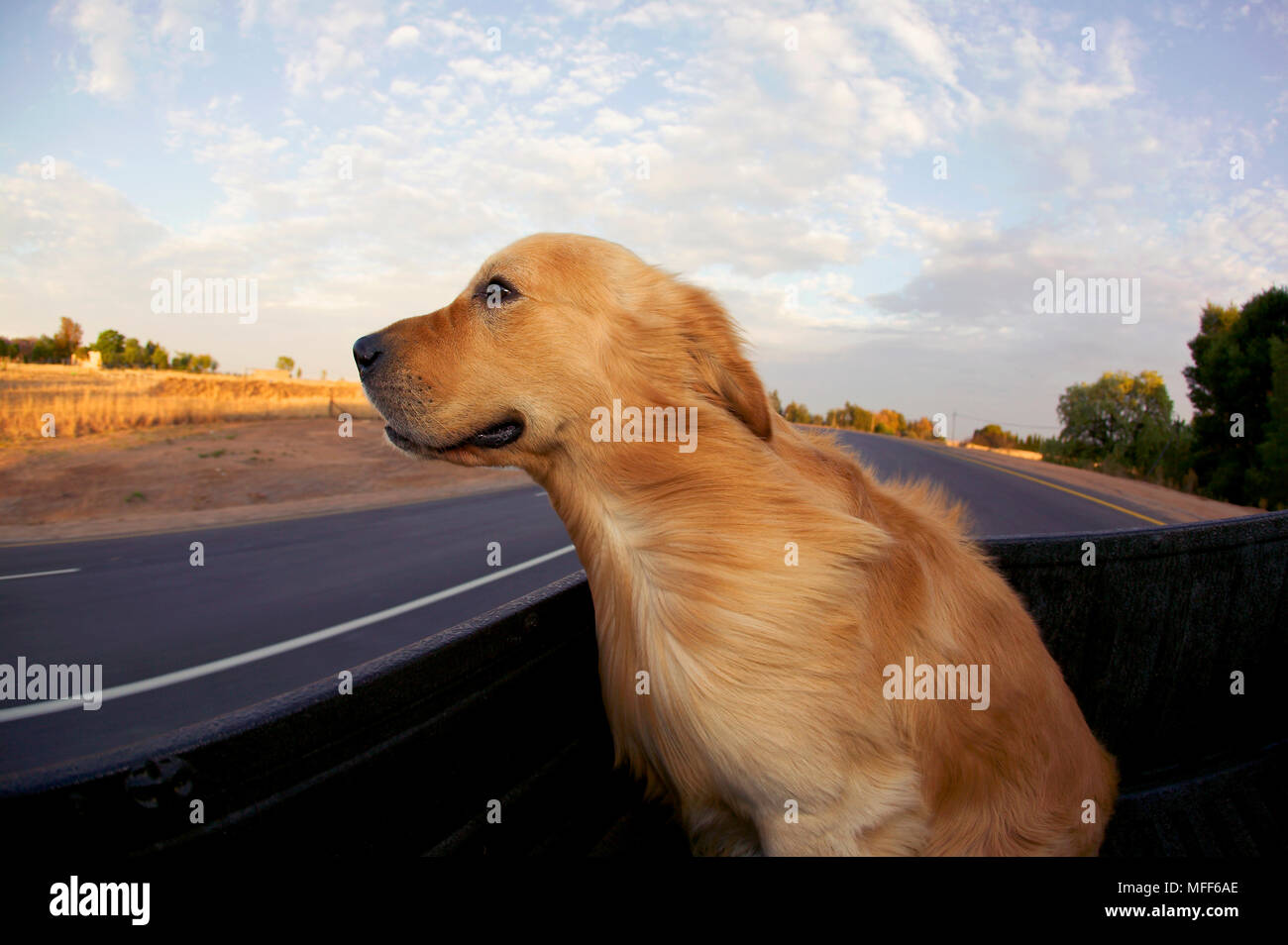 GOLDEN RETRIEVER in car Stock Photo Alamy