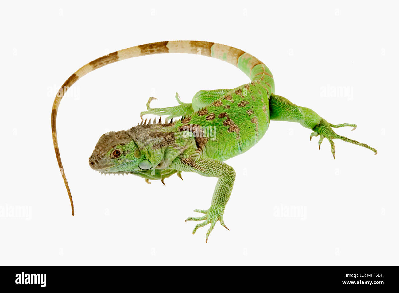 COMMON GREEN IGUANA Iguana iguana Stock Photo