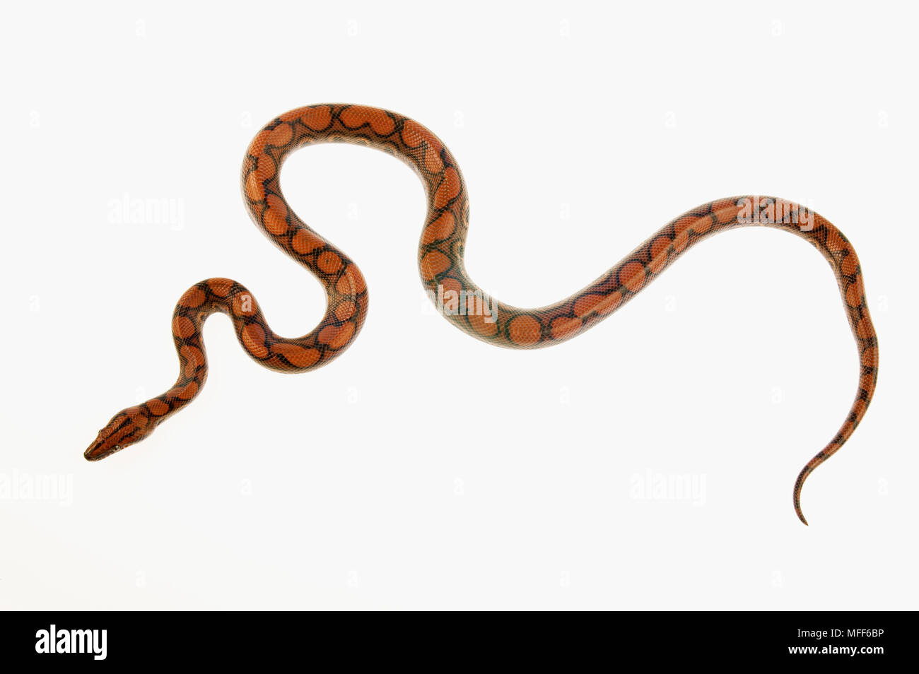 RAINBOW BOA Epicrates cenchria Stock Photo