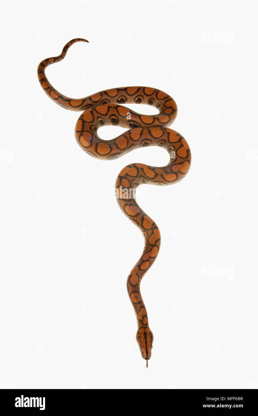 RAINBOW BOA Epicrates cenchria Stock Photo