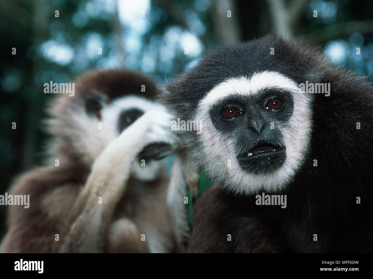 WHITE-HANDED GIBBON pair Hylobates lar Vulnerable species Stock