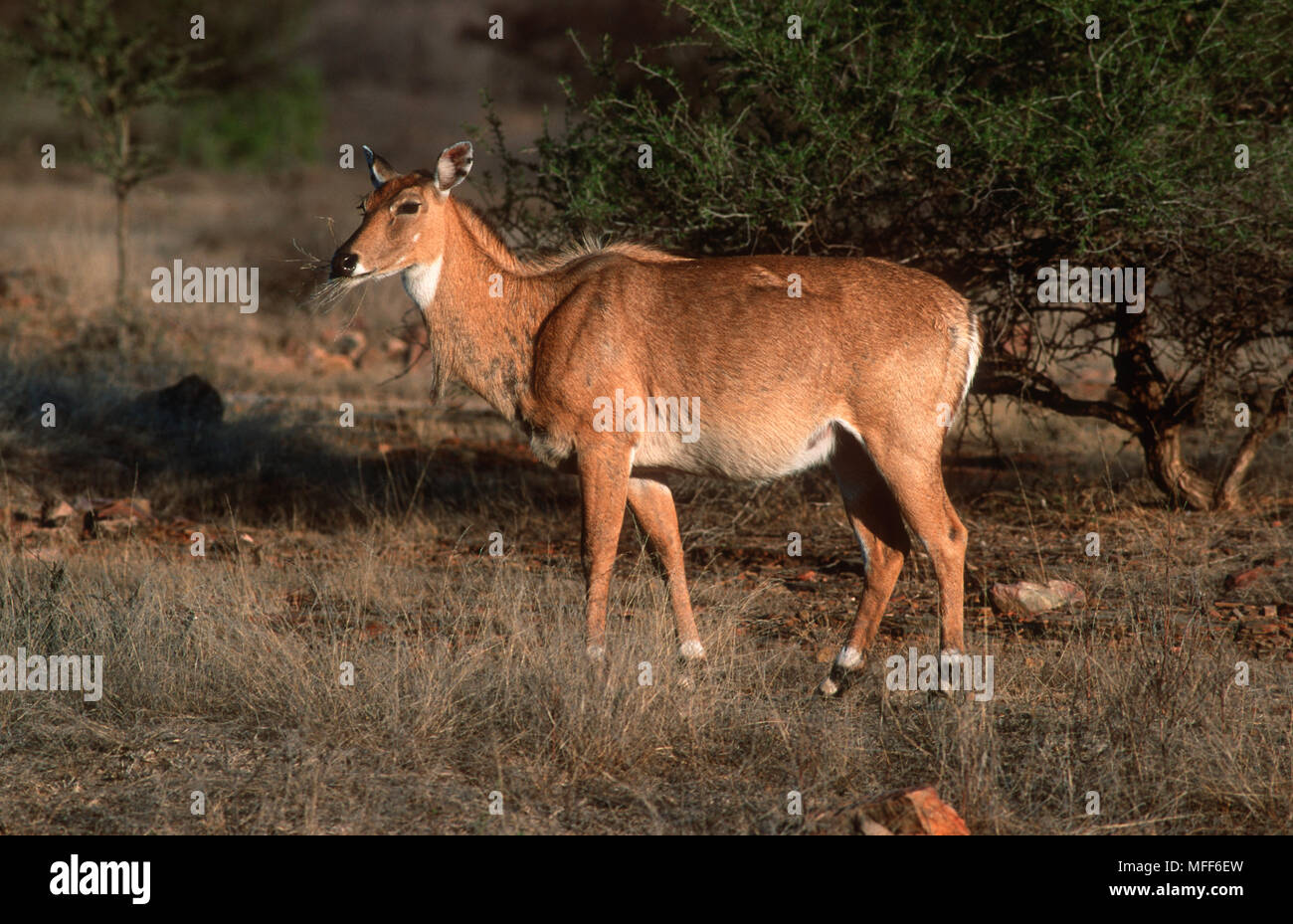 Nilgai india hi-res stock photography and images - Page 9 - Alamy