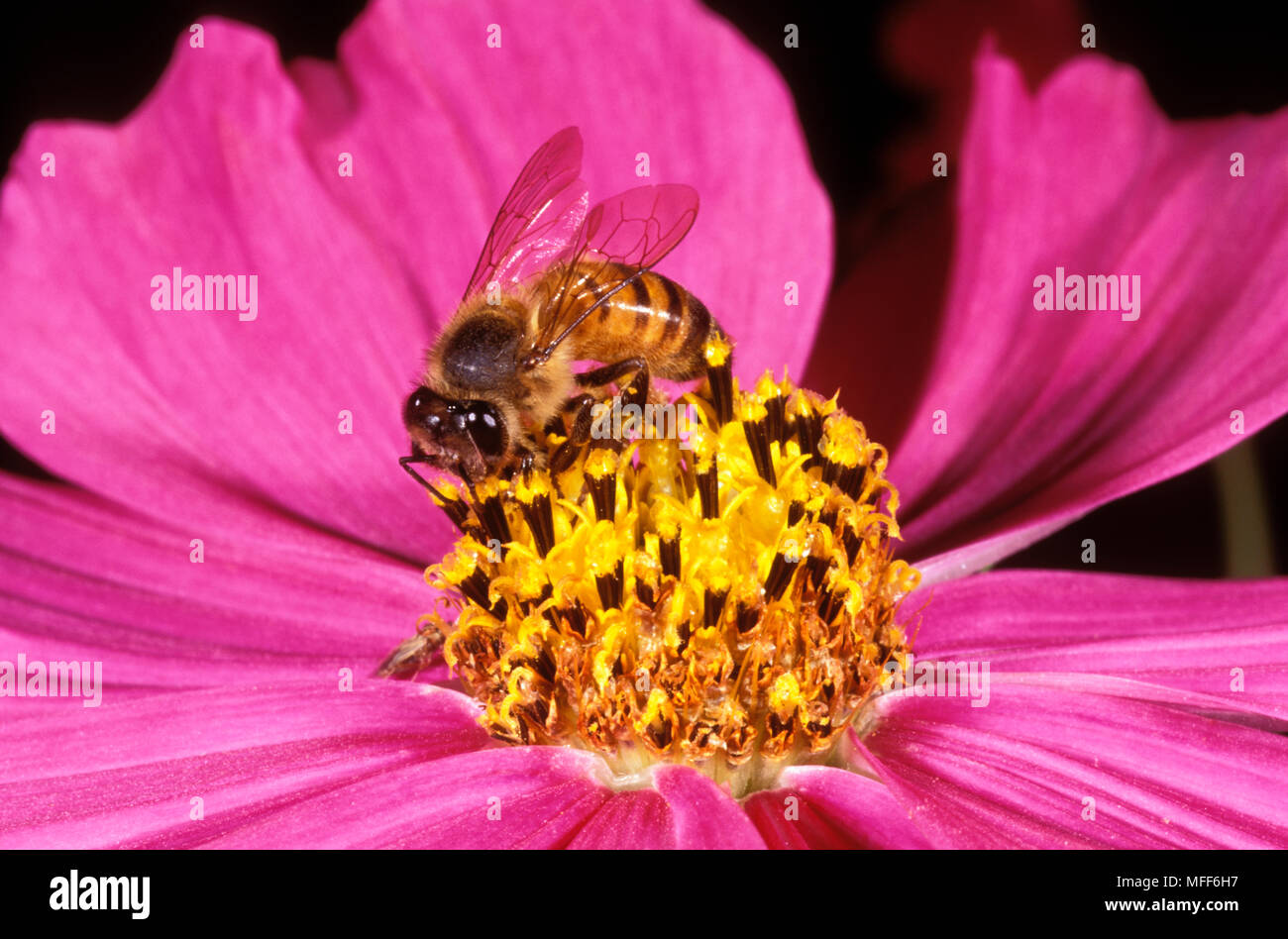 AFRICAN HONEYBEE Apis mellifera adansonii feeding on cosmos flower Stock Photo