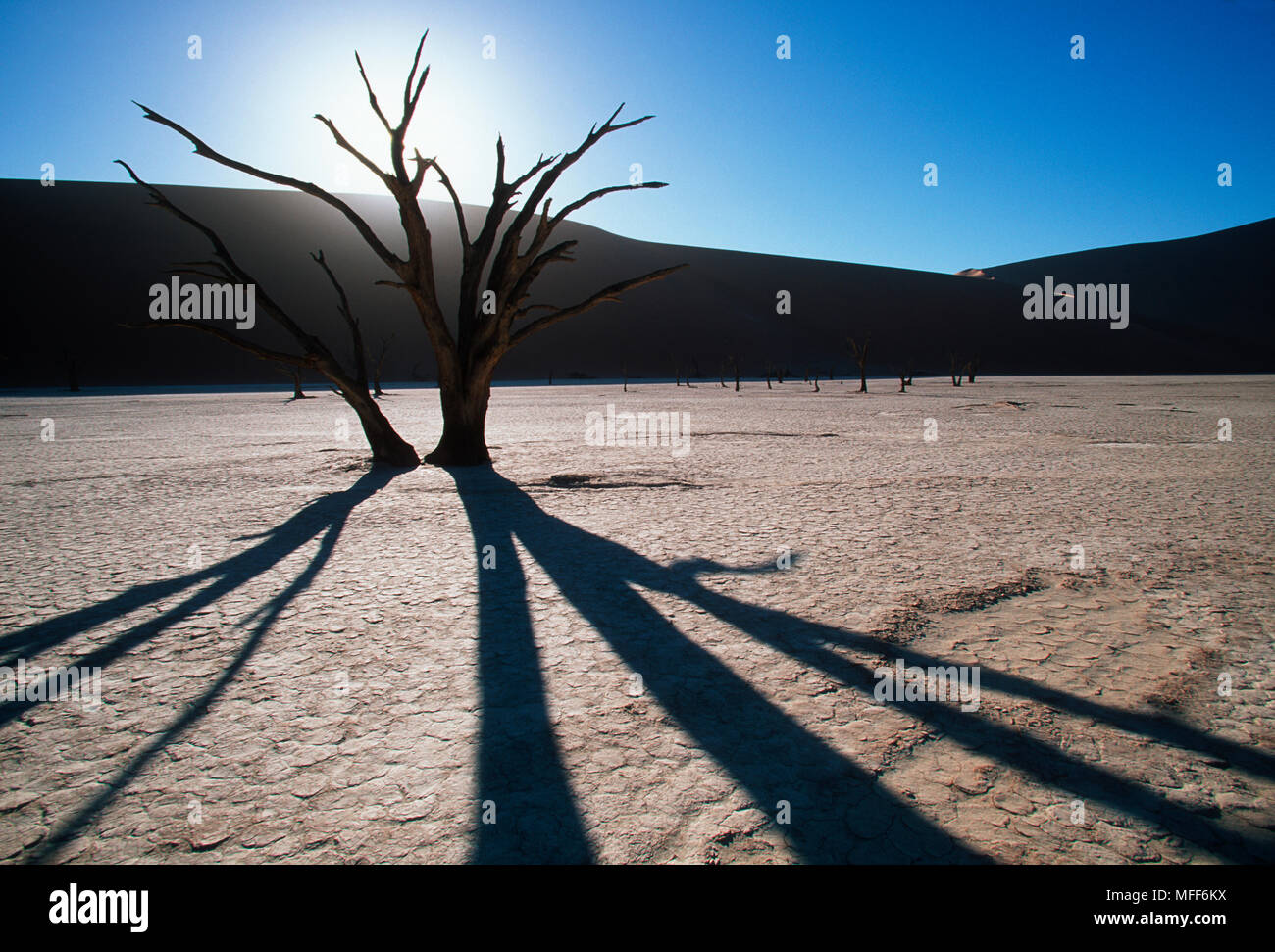 DEAD TREES Sossusvlei, Namib-Naukluft N.P., Namibia Stock Photo