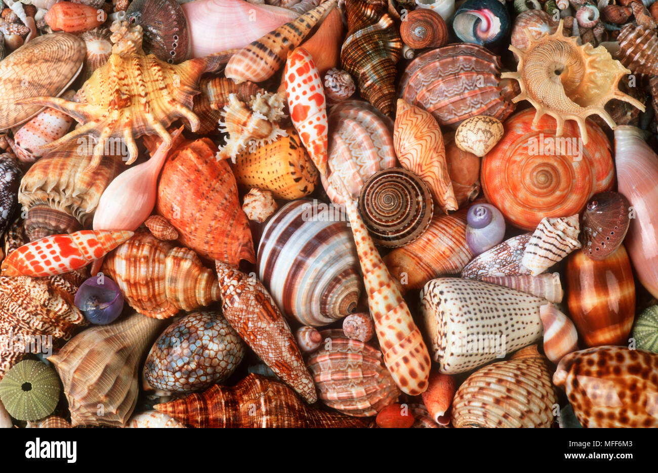SEASHELLS Shells of marine snails from around the African coast Stock