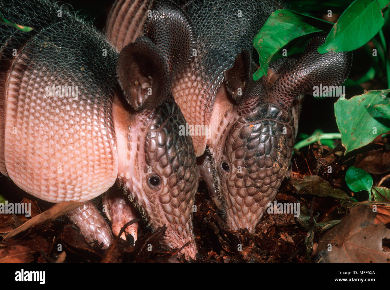 9-BANDED or LONG-NOSED ARMADILLO Dasypus novemcinctus pair foraging for food. South America. Stock Photo