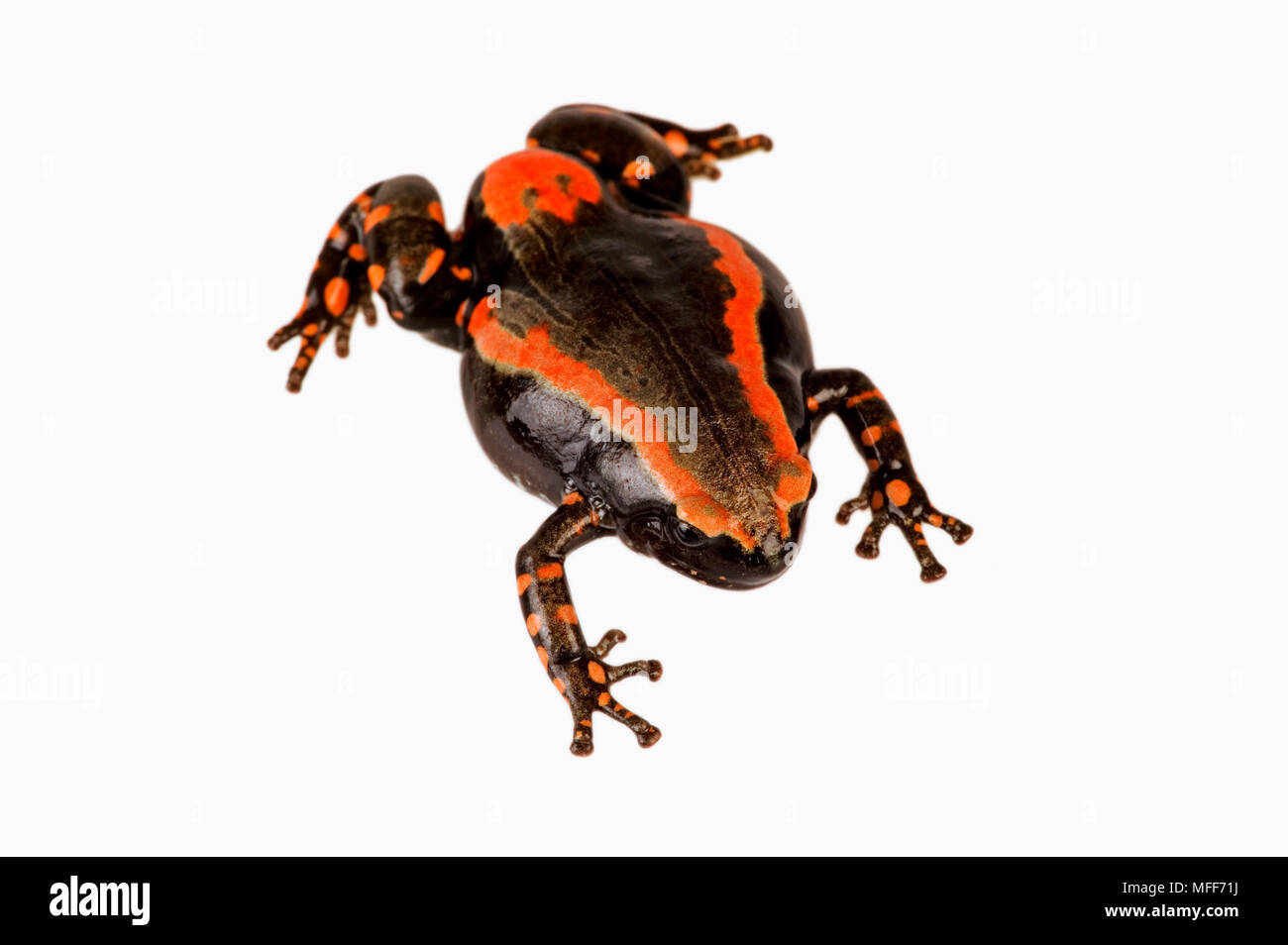 BANDED RUBBER FROG Phrynomerus bifasciatus Bright colors warn of toxic skin secretions.  Found in Sub-saharan Africa Stock Photo