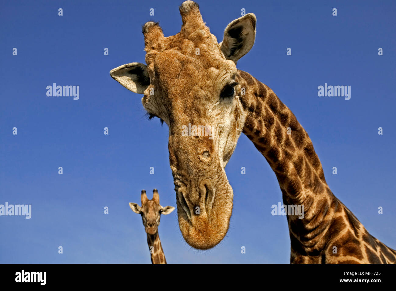 SOUTHERN GIRAFFES Giraffa camelopardalis giraffa South Africa. Stock Photo
