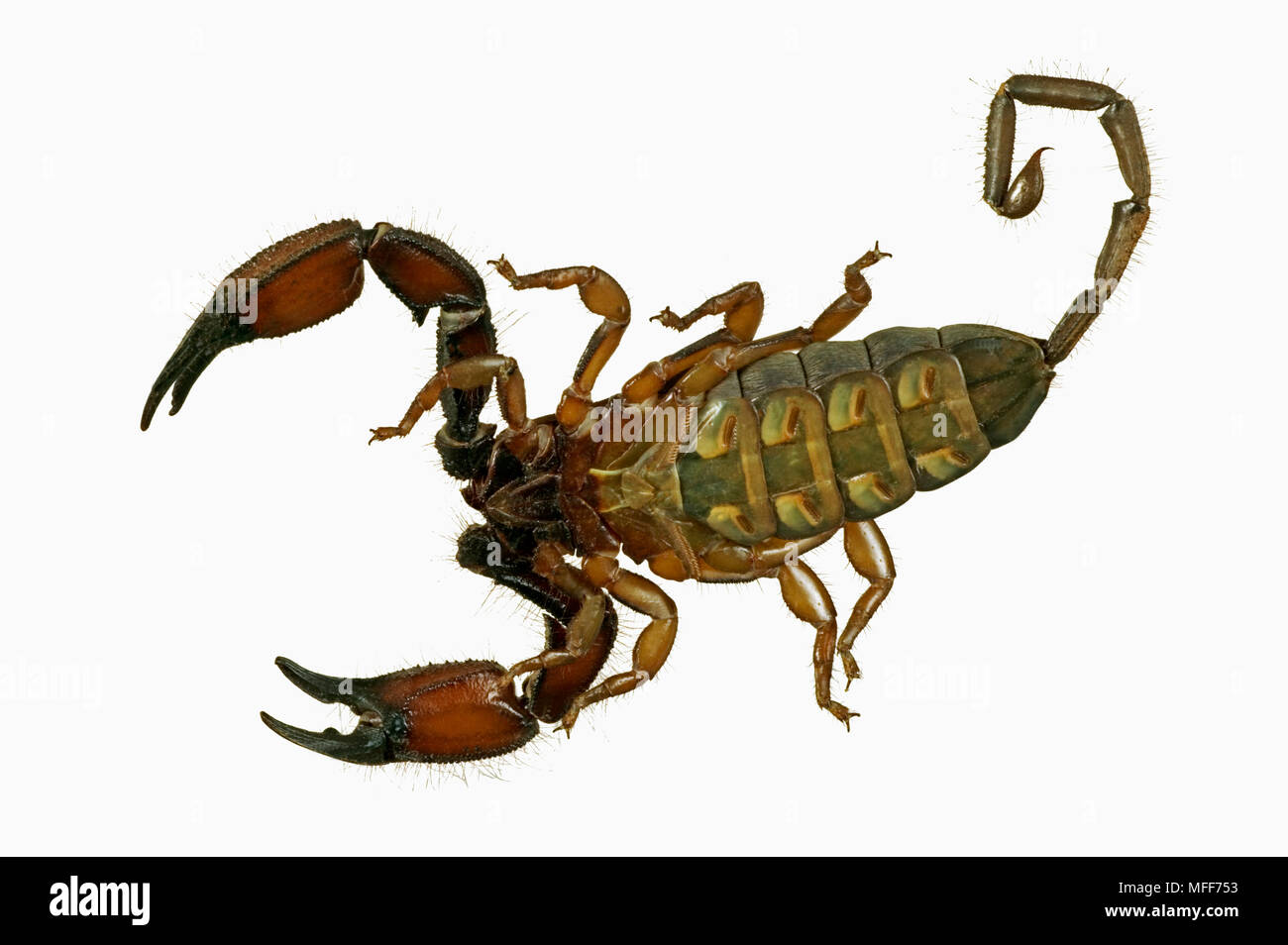 SCORPION Opistophthalmus sp view of underside  South Africa Stock Photo