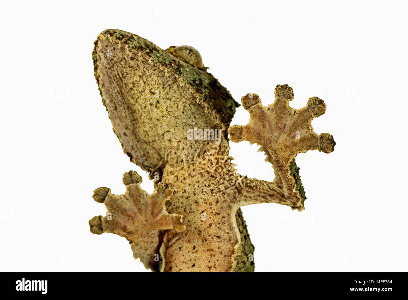 FRINGED GECKO Uroplatus henkeli showing specially adapted feet. Madagascar Stock Photo