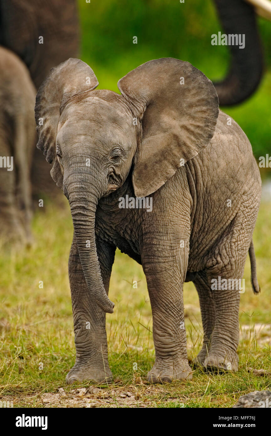 AFRICAN ELEPHANT Loxodonta africana Young calf Amboseli National Park, Kenya Stock Photo