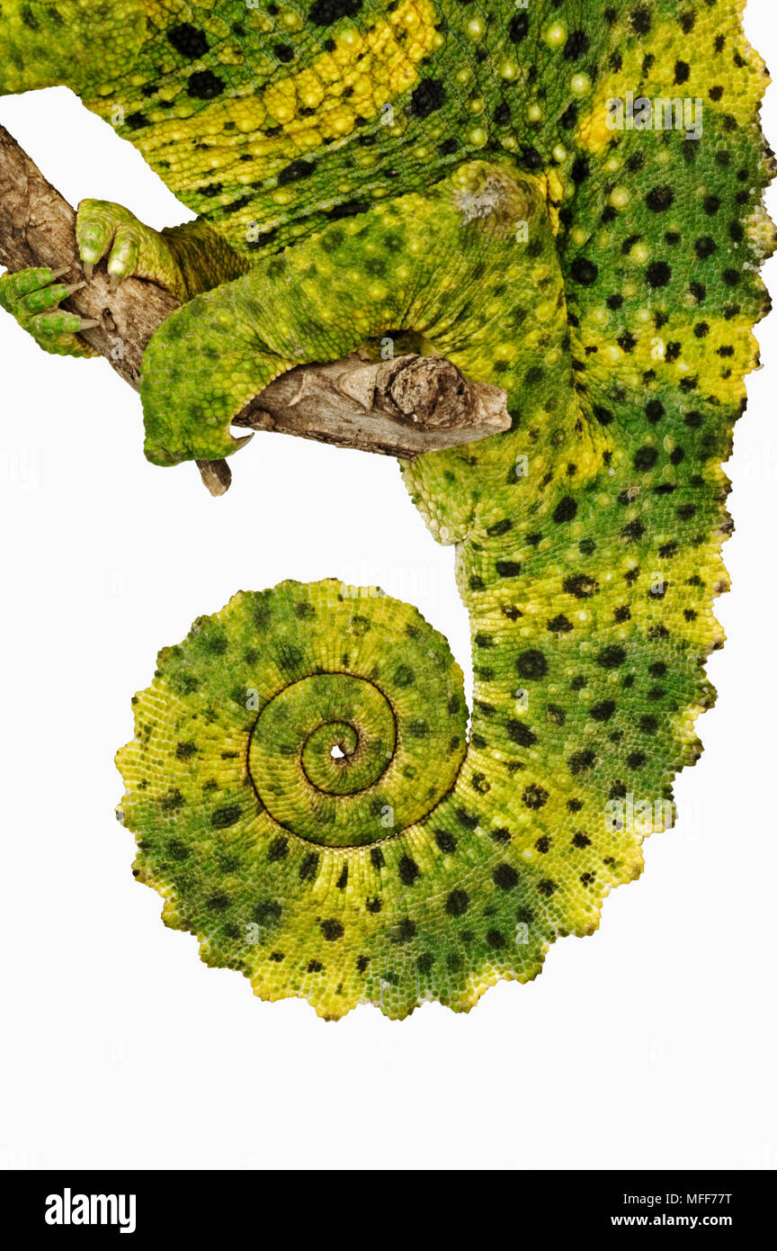 MELLERS CHAMELEON tail Chamaeleo melleri Distribution: Rainforests of East Africa. Stock Photo