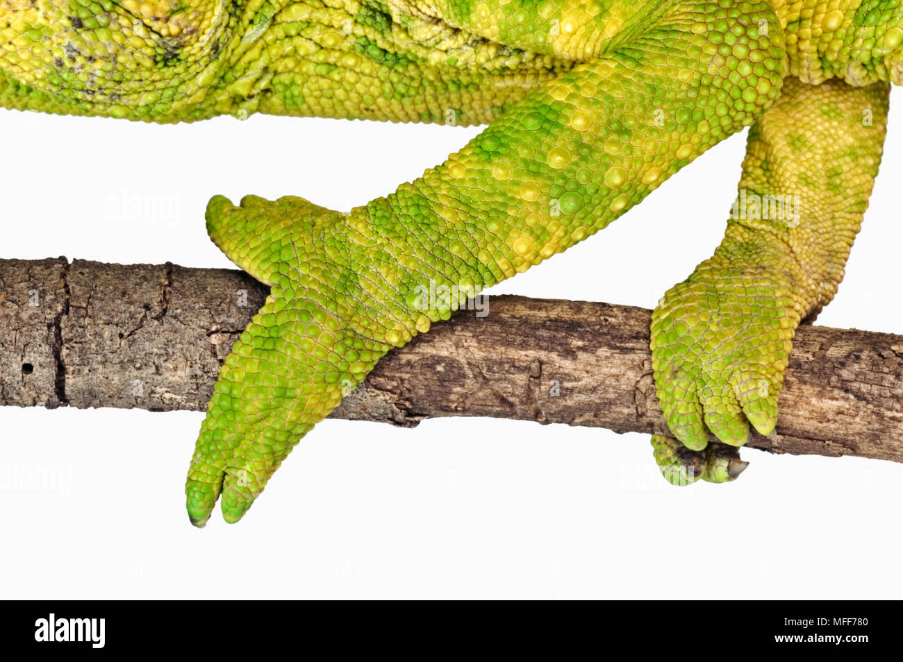 MELLERS CHAMELEON Chamaeleo melleri Close up of feet specially adapted for gripping.  Distribution: Rainforests of East Africa. Stock Photo