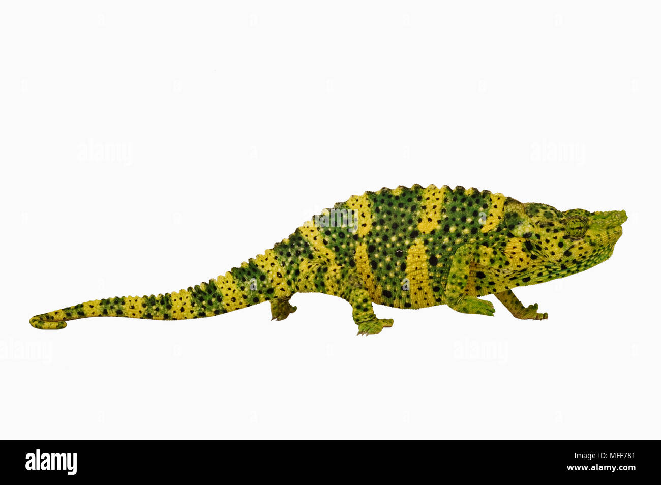 MELLERS CHAMELEON Chamaeleo melleri Distribution: Rainforests of East Africa. Stock Photo