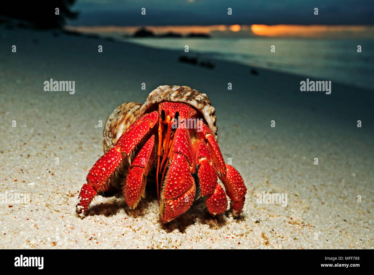 HERMIT CRAB Anomura spp Protect themselves by using the empty shells of molluscs. Cousin Island, Seychelles. Distribution: Indian to Pacific Oceans. Stock Photo