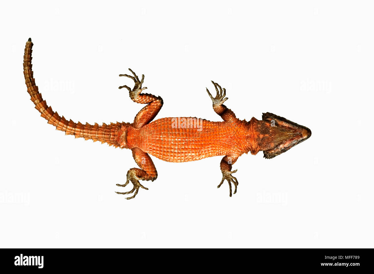 GIRDLED LIZARD Cordylus spp.  View from below.  Distribution: Southern Africa. Stock Photo