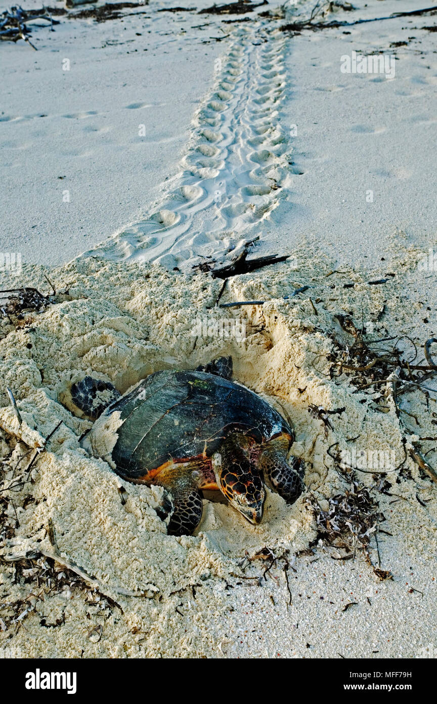 HAWKSBILL TURTLE Eretmochelys imbricata Tracks up to nest site. Seychelles. Distribution: Tropical and subtropical oceans worldwide.  Endangered speci Stock Photo