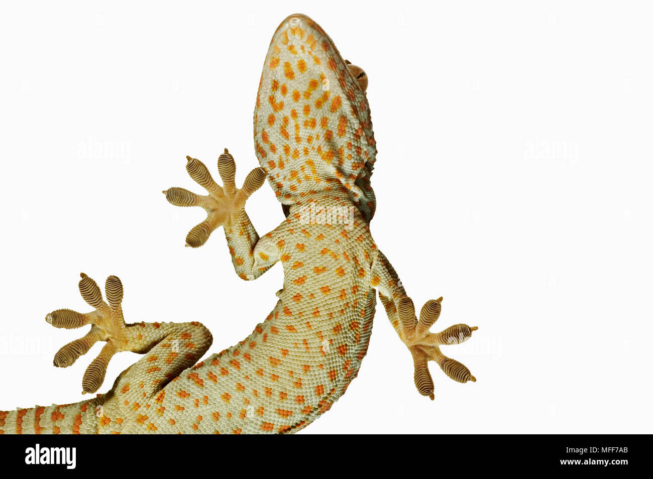 TOKAY GECKO Gekko gecko View from below showing specially adapted feet.  Distribution: South East Asia. Stock Photo