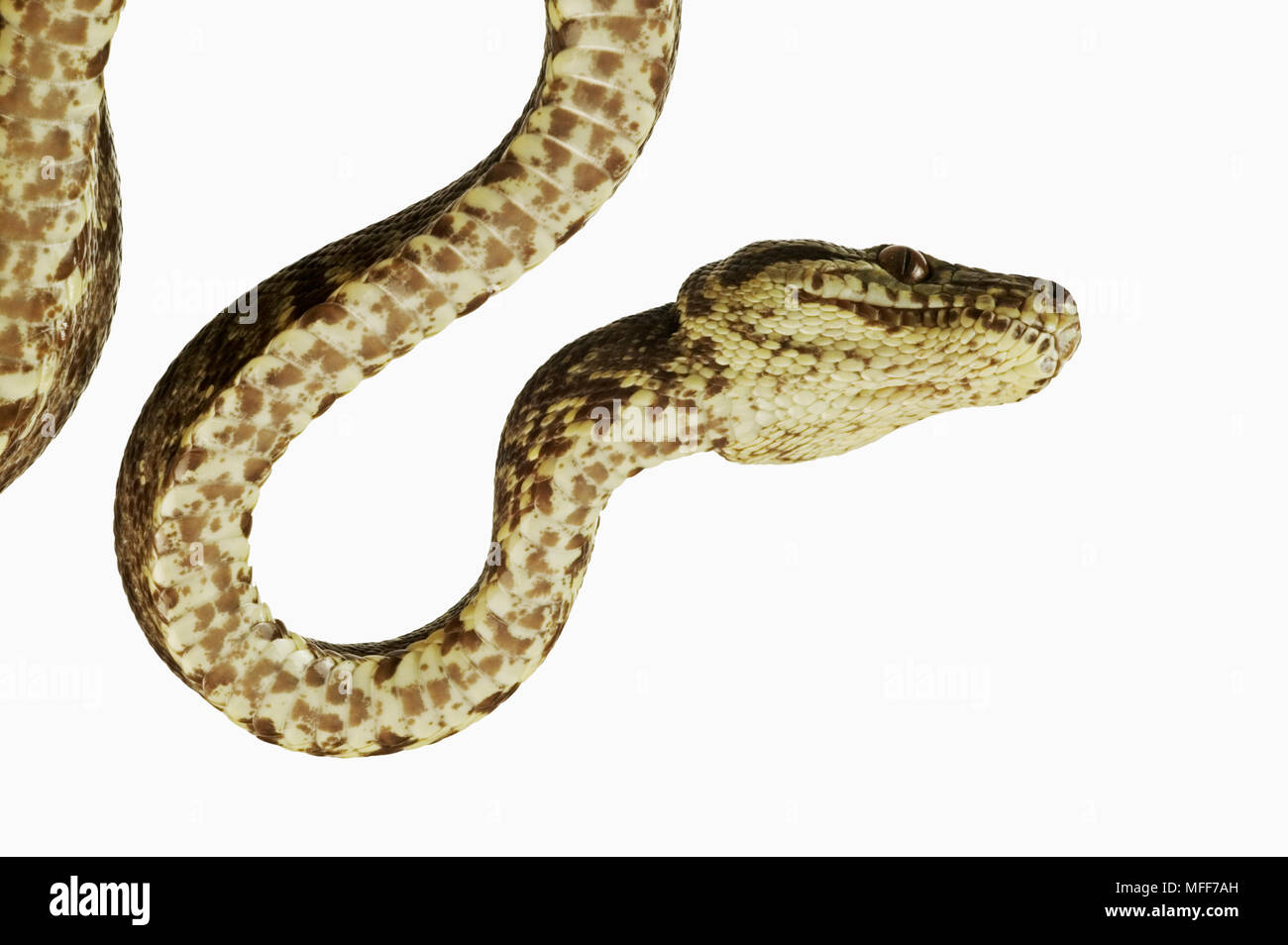 AMAZON TREE BOA Corallus hortulanus View from below.  Distribution: Tropical forests of Central and South America. Stock Photo